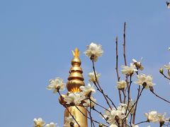 -护国法轮寺