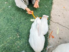 -北戴河集发农业梦想王国