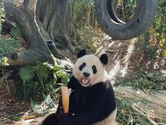 -广州长隆野生动物世界