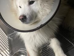 -关爱动物医院·心脏·中兽医·异宠(金牛路分院)