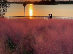 -贡湖湾湿地公园