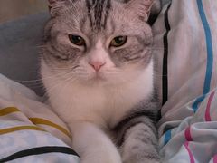 -艾吉宠物医院·疑难杂症转诊中心·猫友好(碧江路院)