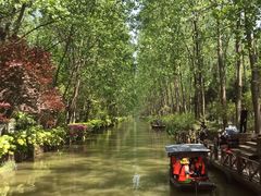 -合肥滨湖国家森林公园