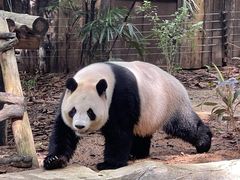 -深圳野生动物园