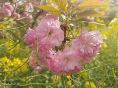 -苏州上方山国家森林公园