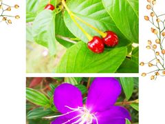 -天适樱花悠乐园