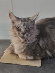 -V一刺青·纹身   穿孔    清洗