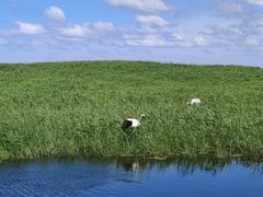 -盐城丹顶鹤湿地生态旅游区