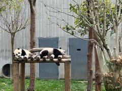 -卧龙中华大熊猫苑神树坪基地