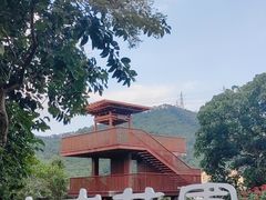 -银湖山郊野公园-相思林