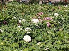 -莲花池公园