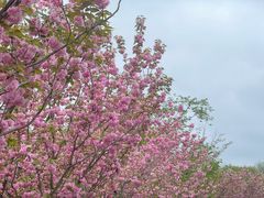 -高东镇樱花园