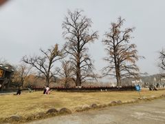 -千年银杏谷文化旅游区