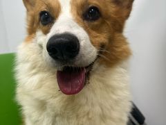 -爱侣·安琦尔宠物医院·中兽医针灸·心内科·狂犬免疫点(宝山区院)