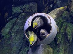 -珠海长隆海洋王国