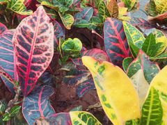 -天和百货(华南MALL店)