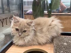 -袖虎·猫馆(体育西路店)