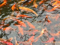 -千岛湖东南湖区