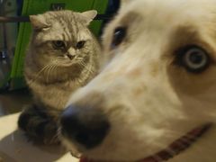 -平行世界·猫咖(首经贸店)