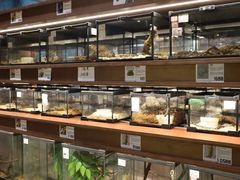 -帕帕拉兹宠物(亚洲旗舰店)