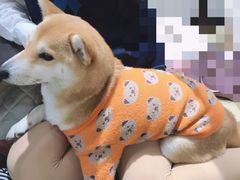 -逗柴咖啡屋·狗咖猫咖宠物桌游
