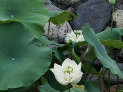 -厦门园林博览苑