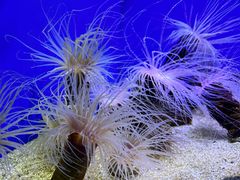 -上海海洋水族馆