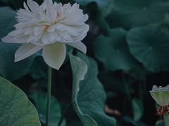-厦门园林博览苑
