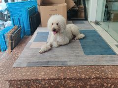 -翊宠yipet猫狗购宠庄园犬舍•猫舍