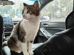 -瑞派蒂凯宠物医院·免疫点·宠保定点