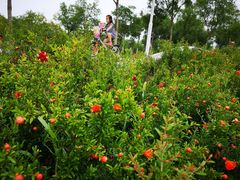 -天津东丽湖风景区