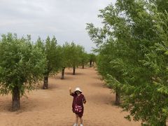 -红碱淖景区