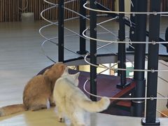 -豆逗聊愈猫阁Easy Life
