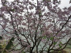 -大渡口区义渡公园