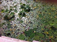 iphone_upload_pic-荆川公园