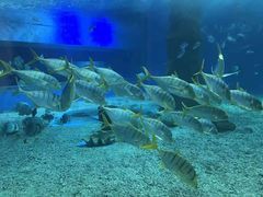 -北戴河圣蓝海洋公园