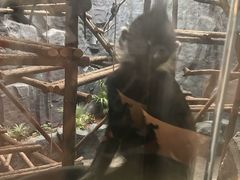 -武汉动物园