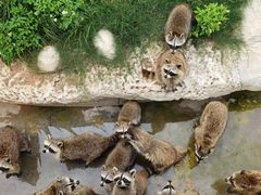 -灵玲国际马戏城