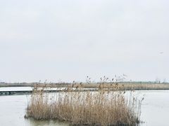 -盐城丹顶鹤湿地生态旅游区
