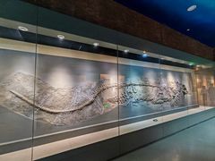 -安徽省地质博物馆