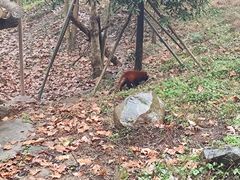 -都江堰中华大熊猫苑