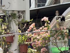 -溪岸路花鸟市场