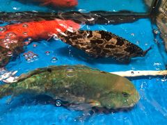 -旺富东海大酒楼(海鲜街店)