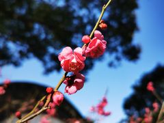 -无锡梅园公园