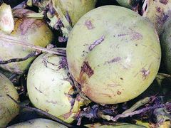 -墨脱石锅椰子鸡•香草鸭•东山羊(大东海店)