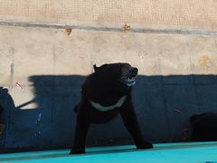 -西霞口神雕山野生动物世界