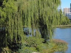 -大兴滨河森林公园