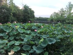 -成都南湖公园