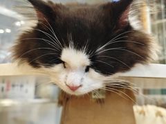 -楼上猫咖(罗湖店)
