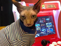 -猫色咖啡·猫咖